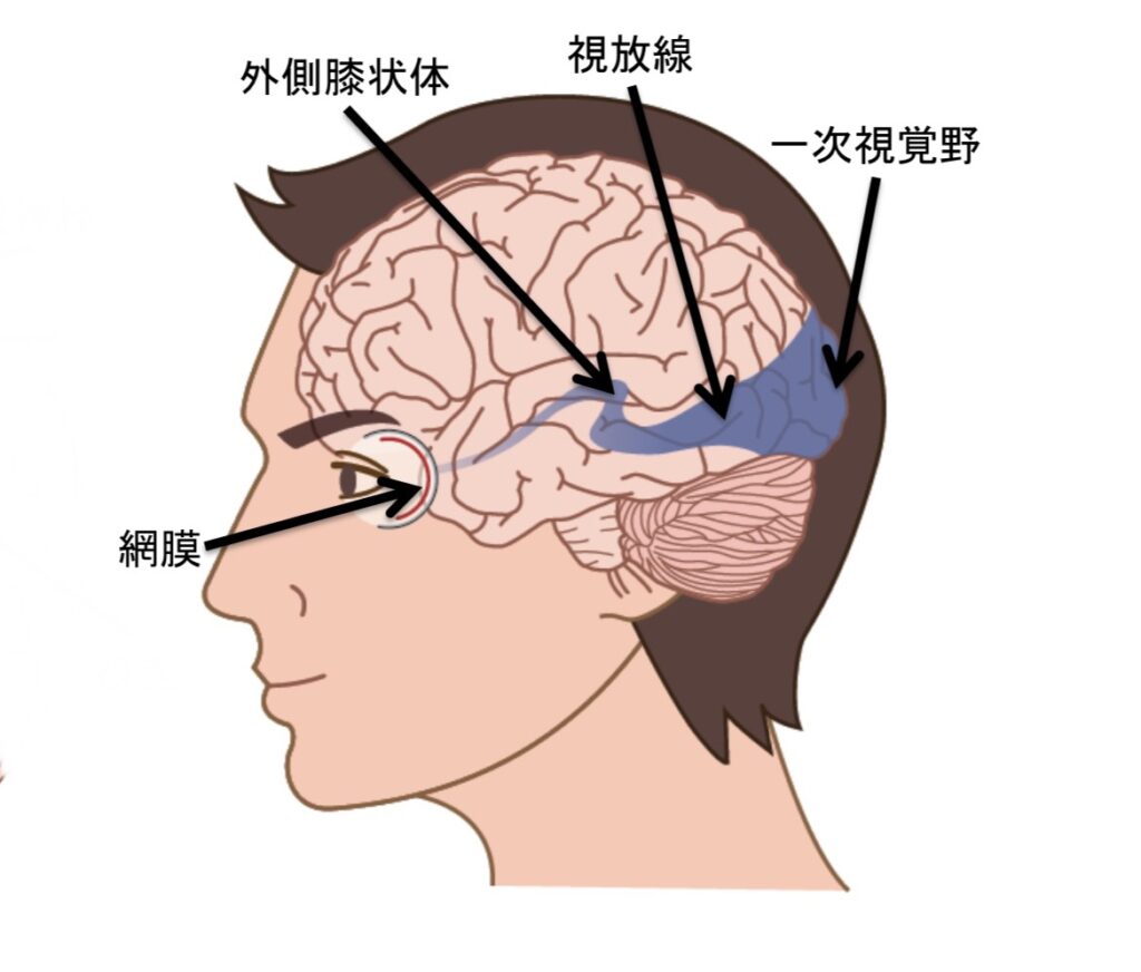 【後頭葉って何してるの?】後頭葉の機能と構造【知らなきゃ損する脳機能】 - ひよこPTブログ